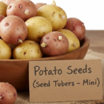 Potato Seeds (Seed Tubers – Mini)